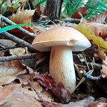 I tesori del bosco (Explore - 21/10/2021)