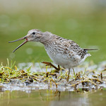 Pilrito pernilongo | Calidris himantopus | Stilt sandpiper