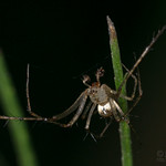 Pirate Spider - Arachtober 31