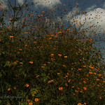 ASI ES MI OTO&Ntilde;O