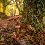 The Dancing Elves...