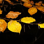 Floating Pine Needles