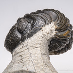 IMGP9375 Trilobite fossil