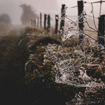 Morning dew / Morgentau