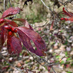 The Last Remnants Of Fall