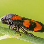 Red-and-black Froghopper (Cercopis vulnerata)
