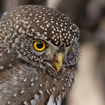 Northern Pygmy-owl / Glaucidium gnoma