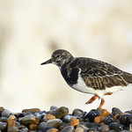Turnstone, Cley 3