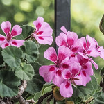 Geranium / Pelargonium