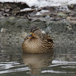 I Believe in Father Christmas