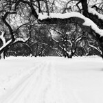 Dyakovo garden in winter #1-3 - b&w