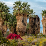 Oasis In Indian Canyon