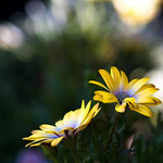 "The most important things are the hardest to say, because words diminish them" - Stephen King