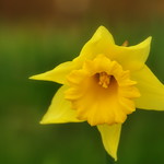 Positive and Negative Yellow