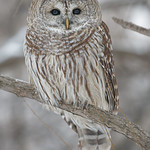 Les yeux de la sagesse / Eyes of wisdom