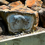 Blue sea dragon, Innes Park Bundaberg #10