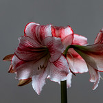 Amaryllis