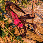 A Long Way from Home