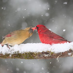 Northern cardinal - Cardinal rouge