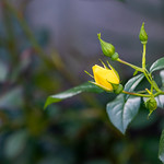 Lovely Flower Classic carpet Rose bud unravelling in our garden