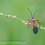 COTTON STAINER