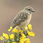 Stonechat (f)