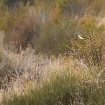 Color & Camo!! . . .. . . .. . . . . . . . .HSS!