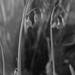 leucojum / snowflakes