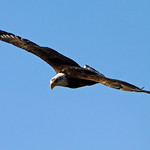 Young Eagle