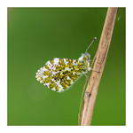 Orange Tip