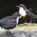 Dippers (m+f)