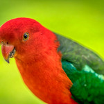 Pretty Boy - Australian King Parrot