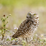 BURROWING OWL F-1072-238