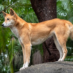 Dingo