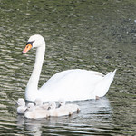 Mute Swan Mama