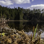 Bufo bufo (Common Toad)