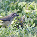 A good house keeper.