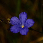 Linum narbonense&hellip; Lino azul, lino bravo, lino silvestre&hellip;