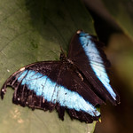 Sorta Old Beauty - _TNY_6402