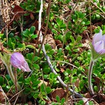 2022-8-130 Finally, Prairie Crocuses!