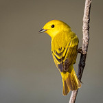 Yellow Warbler portrait