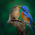 A Father Doesn&rsquo;t Tell You that He Loves You. He Shows You