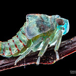 Planthopper (Tylana sp.) - P3132287