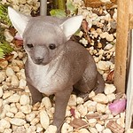 Strange Creatures Everywhere