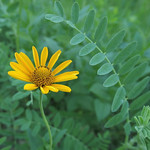 Wild Sunflower