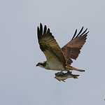 0S8A5823. Osprey (Pandion haliaetus) ad