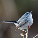 1.21144 Gobemoucheron gris-bleu (m&acirc;le) / Polioptila caerulea caerulea / Blue-gray Gnatcatcher (male)