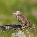Common Sandpiper 504_5302.jpg