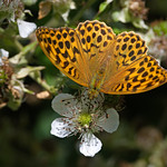 Silver-washed fritillary, female
