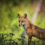 Though She May Be Old and Worn